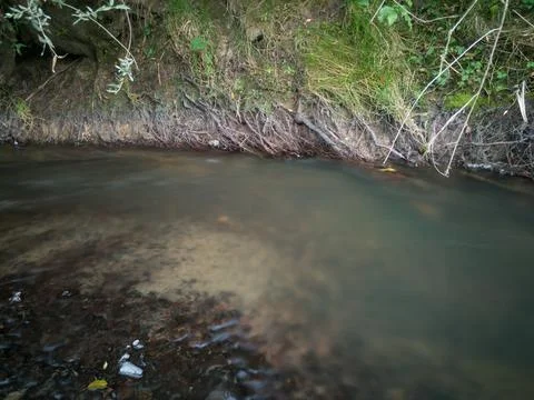 Landscape with stream, fast water current washed soil from roots Foto stock