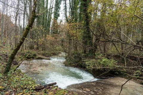 Landscape of a stream surrounded by trees during autumn Stock Photos