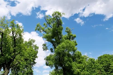 Landscape summer field trees clouds Stock Photos