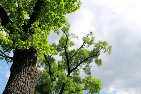 Landscape summer field trees clouds Stock Photos