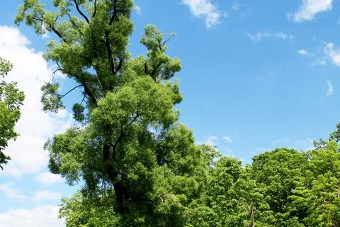Landscape summer field trees clouds Stock Photos