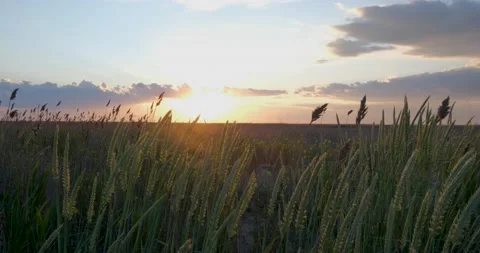Landscape of summer fields Stock Footage 140347129
