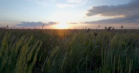 Landscape of summer fields Stock Footage 140347388