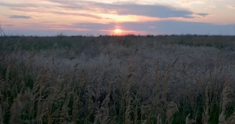 Landscape of summer fields Stock Footage 140347431