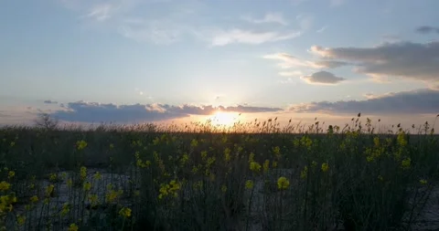 Landscape of summer fields Stock Footage 140347558