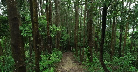 Landscape in summer tropical forest Stock Footage 161129232