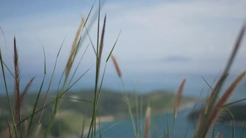 Landscape summer view of grass flower with background of sea coast shore cl.. Stock Footage 248959691