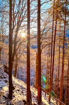 Landscape with sun rays in winter forest Stock Photos