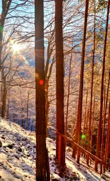 Landscape with sun rays in winter forest Stock Photos