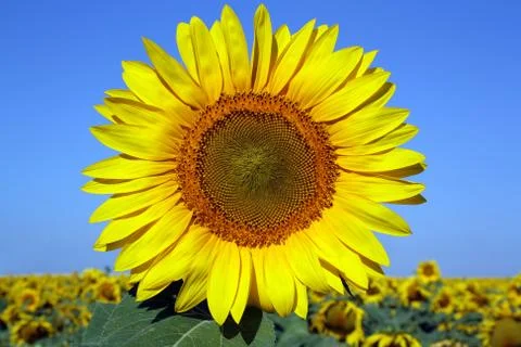 Landscape with sunflower Foto stock