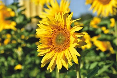 Landscape of sunflower with shallow depth of field Stock Photos