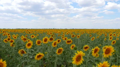 The Landscape of the Sunflowers Stock Footage 130750957