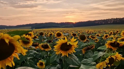 Landscape with sunflowers at sunset 스톡 동영상 343377771