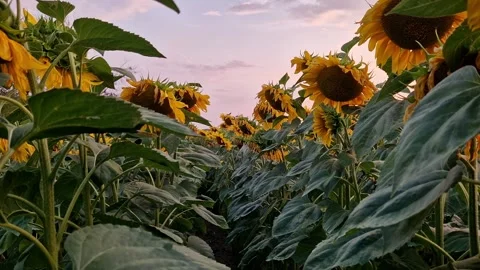 Landscape with sunflowers at sunset Stock Footage 343377781