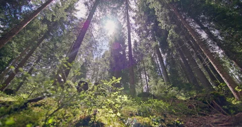 Landscape of a sunny pine forest Stock Footage 280900205