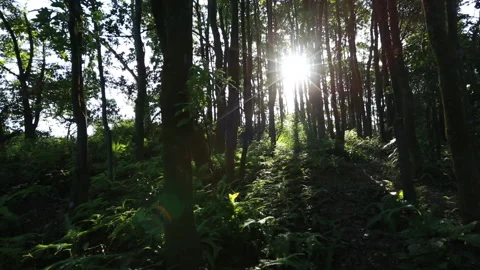 Landscape of sunrise in forest Stock Footage 135802755
