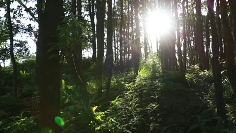 Landscape of sunrise in forest Stock Footage 135803247
