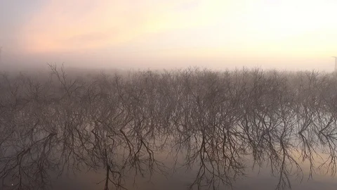 Landscape at sunrise by the river Stock Footage 98039640
