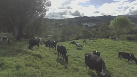 Landscape sunset and animals Stock Footage 220368314