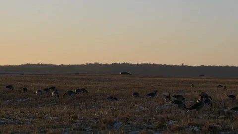 Landscape Sunset - Flock of Geese in the forground, Car driving in the distance Video stock 149494445