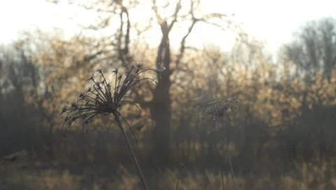 Landscape, sunset Stock Footage 36765992