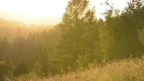 Landscape, sunset in a mountain forest in the meadow. Stock Footage 112229560