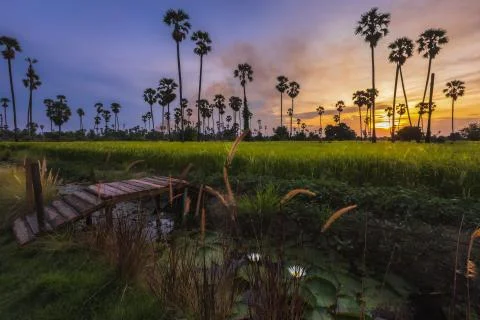 Landscape sunset In the rice fields with many sugar palm trees, very colorful Stock Photos