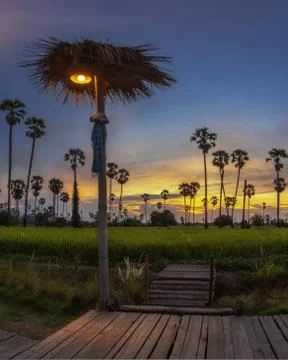 Landscape sunset In the rice fields with many sugar palm trees, very colorful Stock Photos