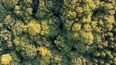 Landscape sunset zooming over mixed tree forest yellow and green trees Stock Footage 97052437