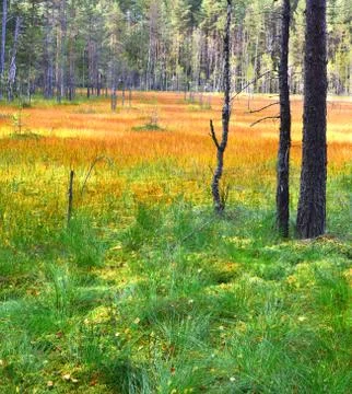 Landscape. swamp. Foto stock