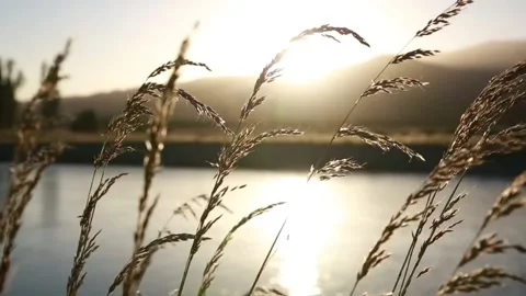 Landscape with swaying grass Stock-Footage 210948668