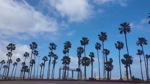 Landscape of tall palm trees on the side of the Av. de Canarias in Las Palmas Stock Footage 249543796
