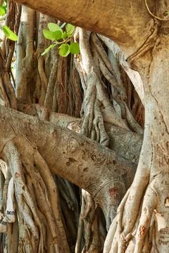 Landscape of a tangled tree trunk with branches. Old native fig tree growing in Stock Photos