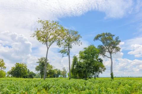 Landscape of Tapioca or Cassava tree in Cassava Field, Thailand Stock Photos