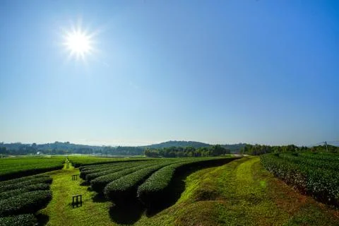 Landscape of tea plantation blue sky background in Chiang Rai, Thailand Stock Photos