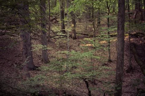 Landscape of a temperate deciduous forest Stock Photos