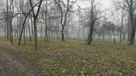 Landscape thicket of forest and tree trunks in foggy Stock Footage 122431792