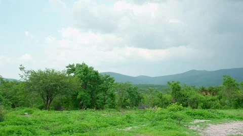 Landscape of a thicket in Mexico Pan left Stock Footage 280219020