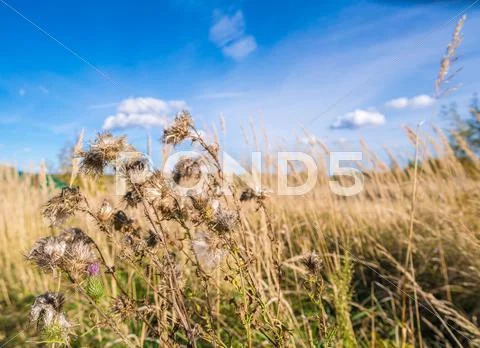 Landscape with a Thistle in a field of dry grasses Stock Photos