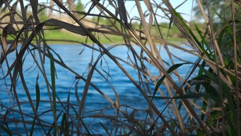 Landscape through the grass on the river 動画素材 107683476