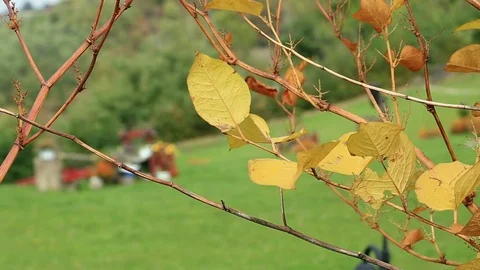 Landscape through yellow leafs Stock Footage 75468462