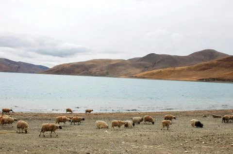 Landscape in tibet Stock Photos