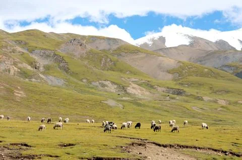 Landscape in tibet Stock Photos