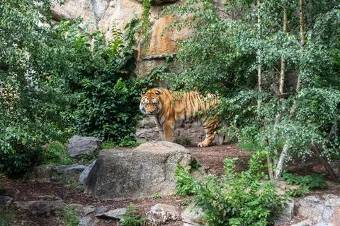 Landscape with a tiger. Stock Photos