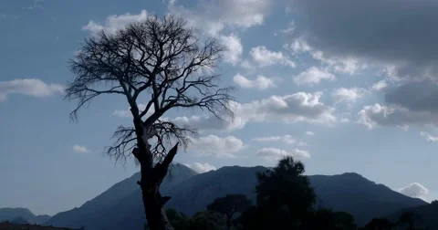 Landscape Time Lapse Dead Tree Stand Alone Big Clouds Vídeo Stock 69032955