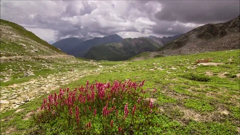 Landscape timelapse, flowers in foreground 1080p Stock Footage