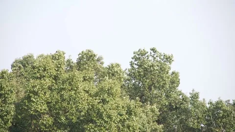 Landscape of top of tree in the wind in hangzhou public park in autumn Stock Footage 166138129