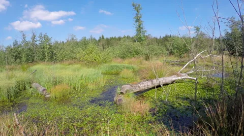 Landscape with traces of beaver activit Stock Footage 67352296