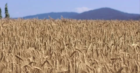 Landscape Tracking Shot Of Wheat Field Dancing In Wind Breeze Stock Footage 61753587