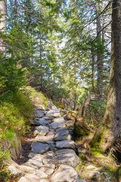 Landscape with trail path among trees Stock Photos